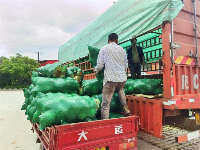 陕西太白县：一天筹集252吨高山蔬菜驰援河南，22辆爱心卡车已出发