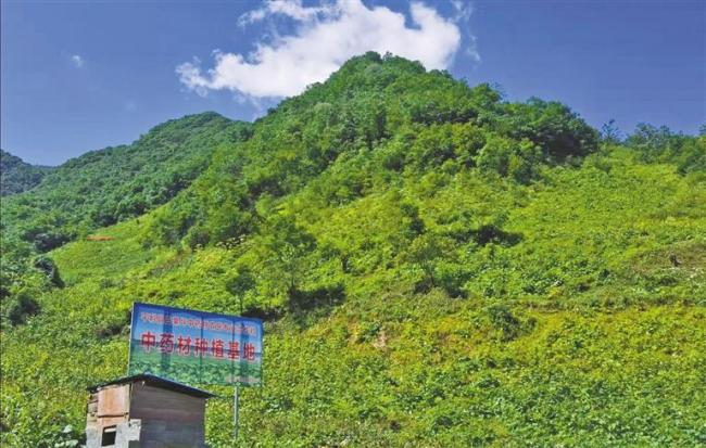 平利县广佛镇白果坪村选好产业过好日子