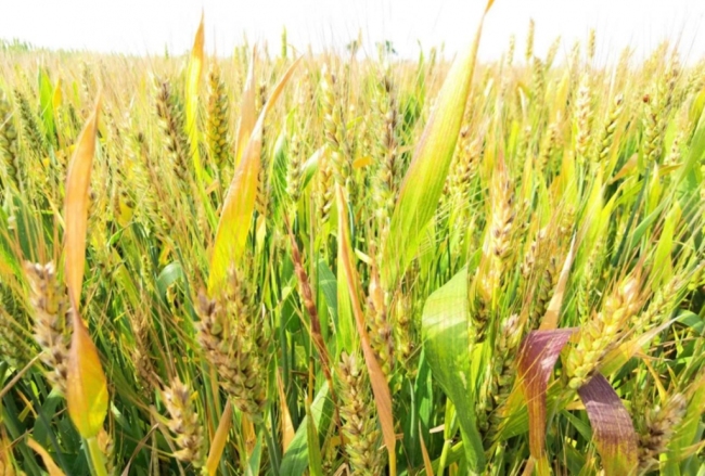 “‘科创中国’彩色小麦功能农业产业服务团”在杨凌成立
