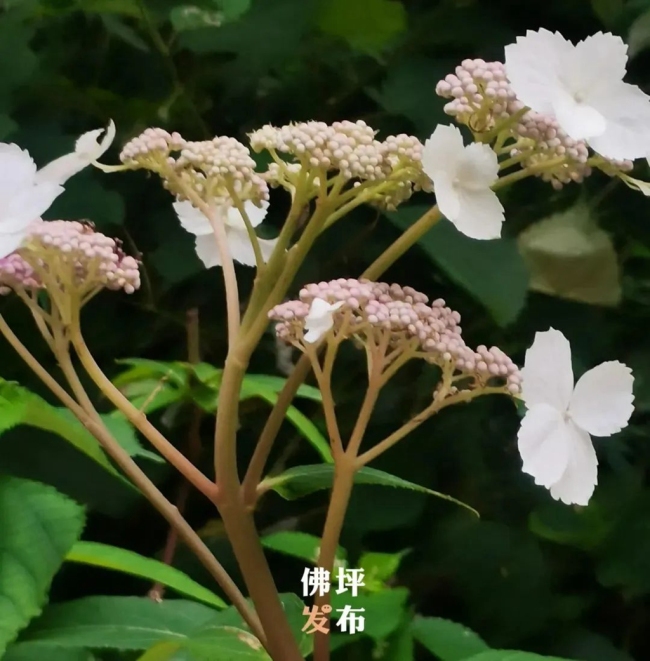 仅一棵！汉中佛坪县首次发现珍贵的野生花卉——蜡莲绣球