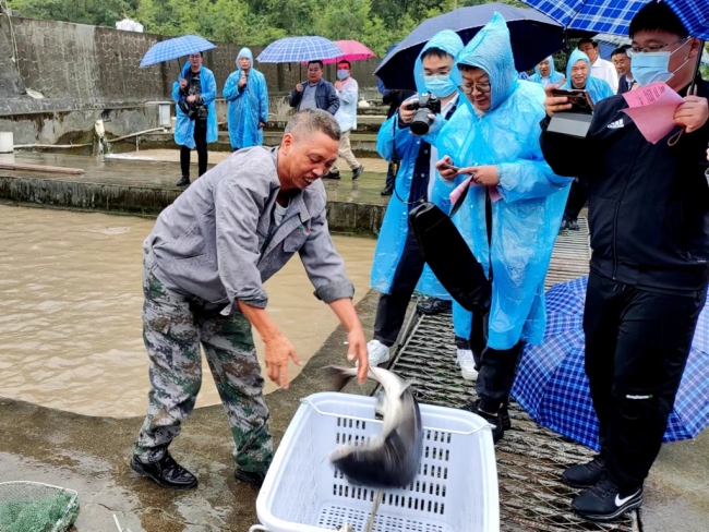 西安销售的鲟鱼7成来自这里 岚皋县绿水生态农业公司发展“渔业”带动群众增收
