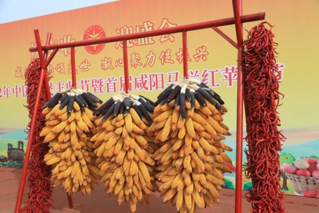 咸阳市2022年中国农民丰收节暨首届咸阳马栏红苹果节在旬邑启动