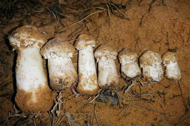 张应龙：用科技唤醒生态的自我生命力