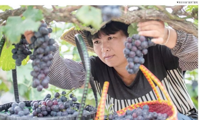 乡村丢弃“歪瓜裂枣”——吴堡县水果产业追求品质化