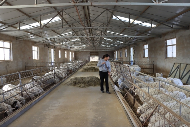陕西神木：牛羊产业“加速度” 乡村振兴添动能