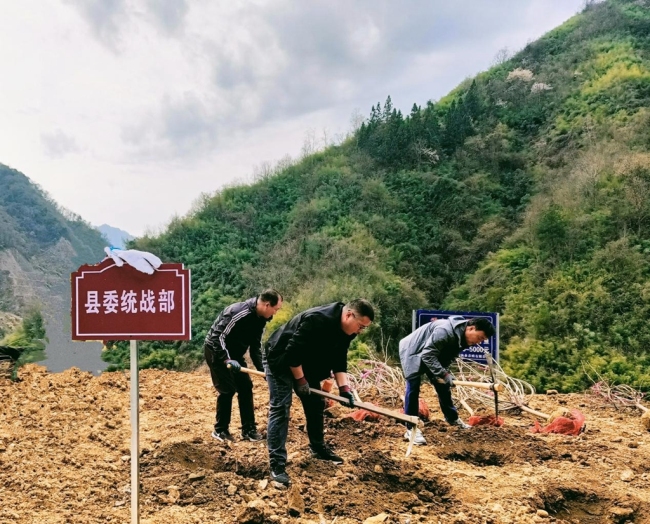 植树添新绿！镇坪县委统战部开展植树活动