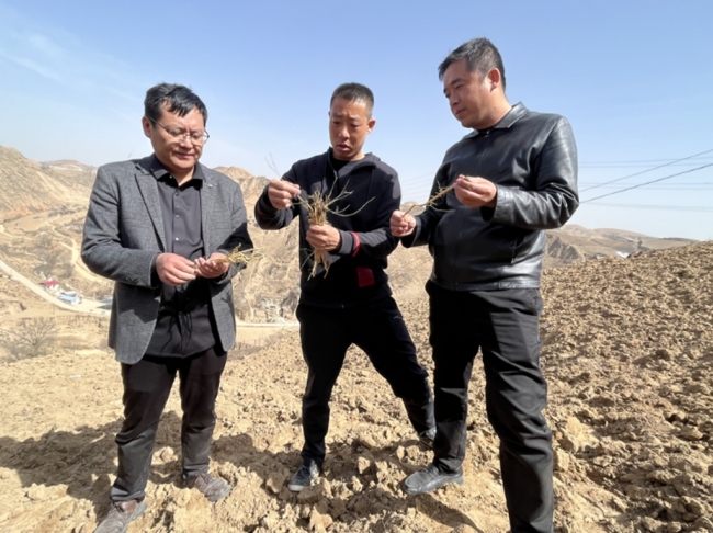 陕西榆林冯家峁村药材变“药”匙 3800亩远志开启村民致富路