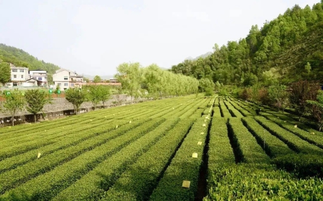 2023年“国际茶日”中国主场活动在陕西安康举办