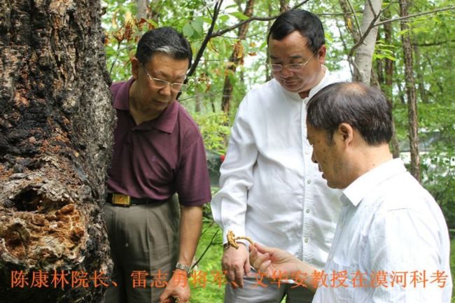 中国野生食药用真菌食疗专家陈康林将在“博鳌开讲”