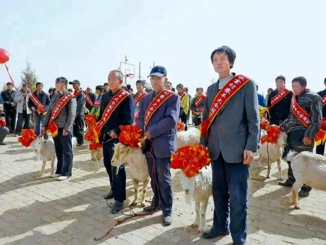 念好“养羊经” 走上“羊光道”——横山区做大做强羊产业纪实