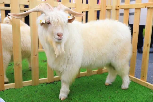 "羊"名天下,"蟹"逅横山,这场盛会唱响金秋丰收赞歌!