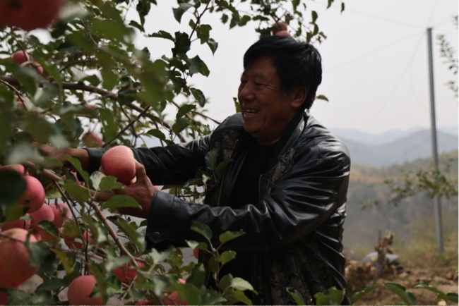 子洲县裴家湾镇:"苹"分秋色 喜获丰收