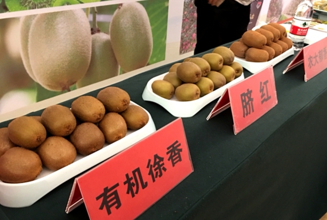 陕西果企业组团进武汉 开拓华中水果消费市场