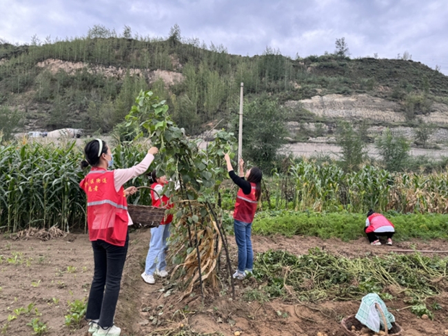 神木市红柠社区：网格员助农秋收忙 贴心服务显担当