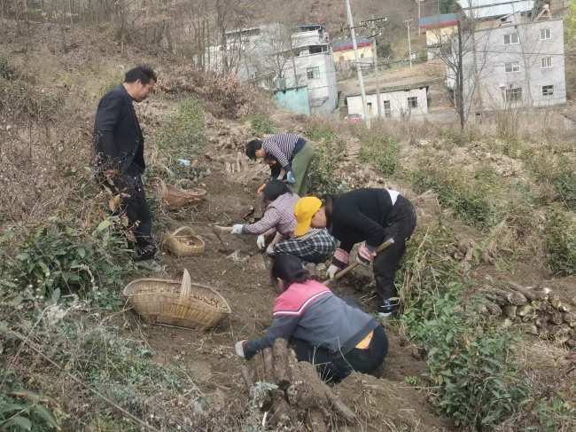 白河县麻虎镇：乡贤带农深耕耘 林下天麻迎丰收