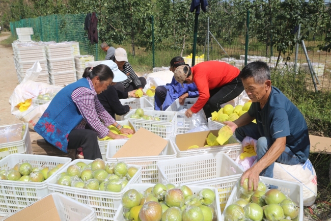 陕西吴堡：小小青梨成村民“致富果”