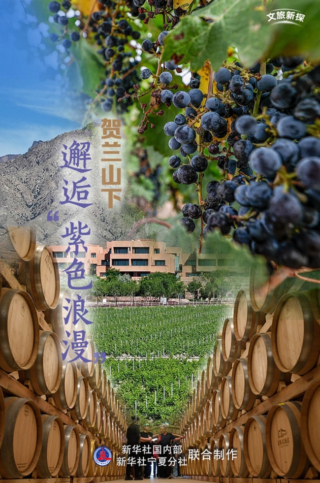 贺兰山下邂逅“紫色浪漫”