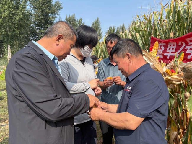 陕西神木市举行玉米田间示范秋季现场观摩会