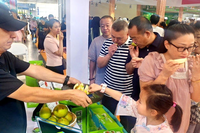 中外游客品尝吴堡青梨。