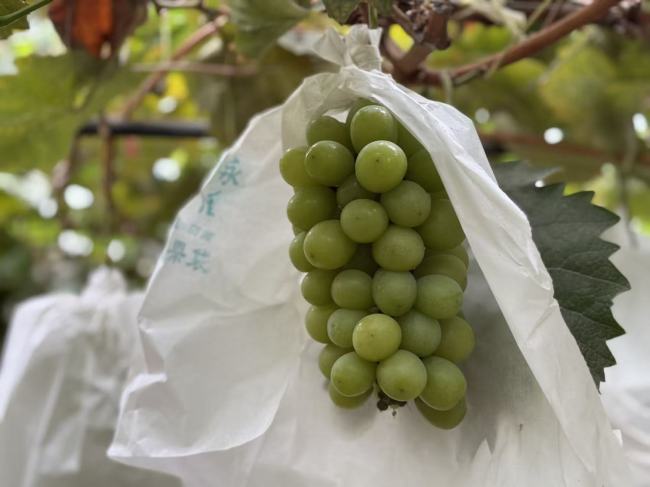 铜川耀州:金秋结硕果 葡萄采摘正当时