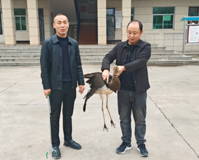 眉县槐芽镇：紧急救助，守护“鸟中大熊猫”