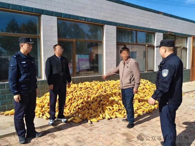 陕西榆阳：被执行人玉米售卖、羊只出栏，申请人权益“颗粒归仓”