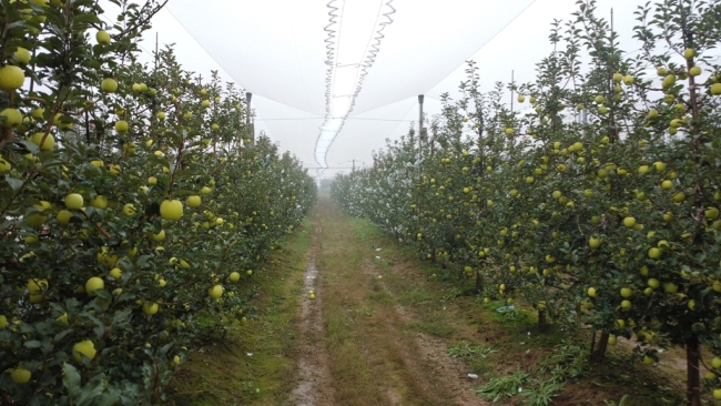 淳化瑞雪苹果试验示范站揭牌 着力打造全国瑞雪苹果示范基地