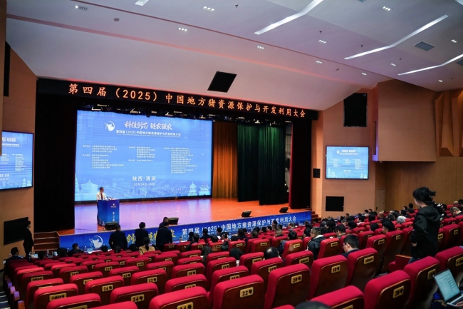 第四届中国地方猪资源保护与开发利用大会在陕西清涧开幕 共谋本土猪产业新未来