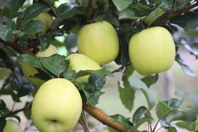 陕西水果网络特色季在淳化举行 聚焦"三瑞"苹果新品种发展