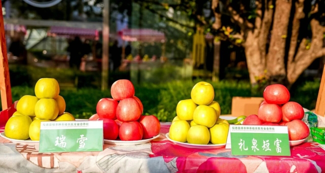 现场签约近2.7亿元!榆林绥德山地苹果专场推介会在西安举行
