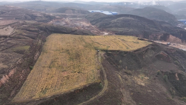陕西府谷：高标准农田绘就好“丰”景