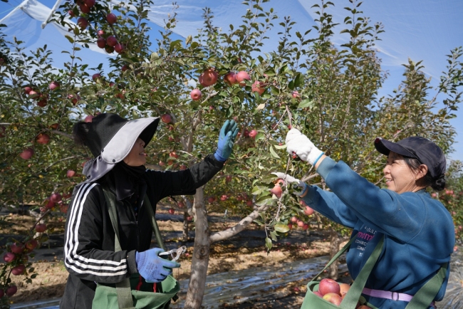 陕西靖边小河镇：果园丰收果农喜盼销路