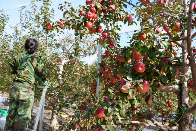 陕西靖边小河镇：果园丰收果农喜盼销路