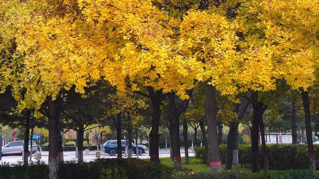 陕西神木滨河新区秋色如画 邂逅诗意生态美景