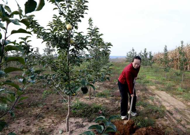 宜君“苹果姐”年销三千万的背后:从追流量到守源头