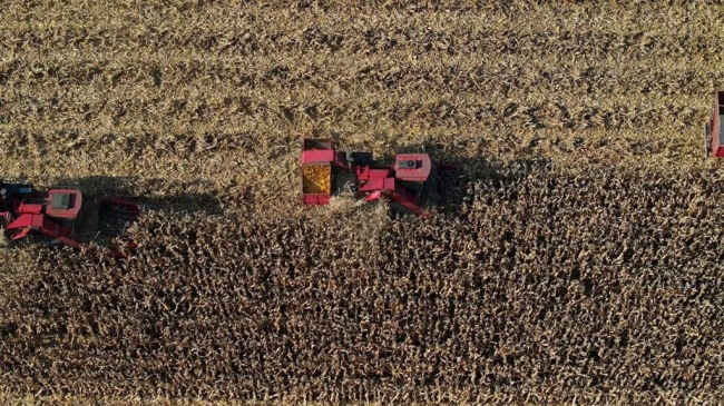 榆林市榆阳区玉米秋收全面推进 机械化助力丰产丰收