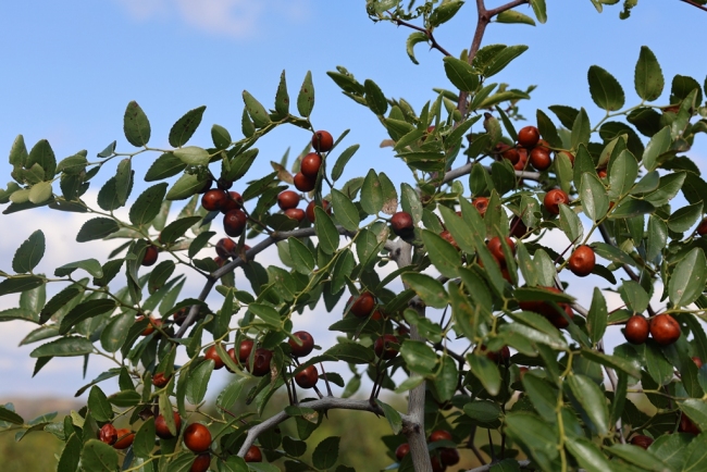 陕西神木:红葱铺绿酸枣流红 特色产业带富一方