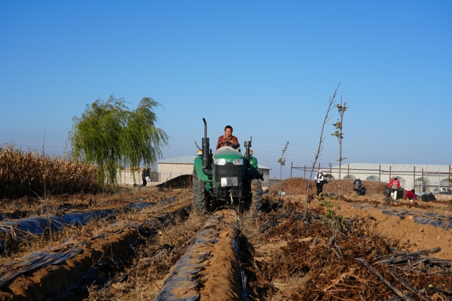 陕西靖边：产业兴 丰收甜