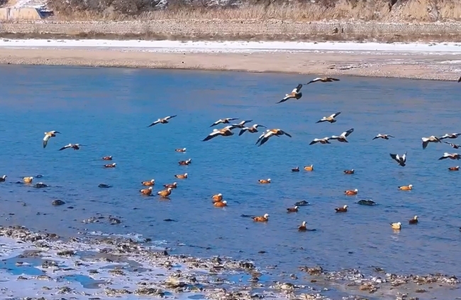 黄河岸边，群鸟嬉戏