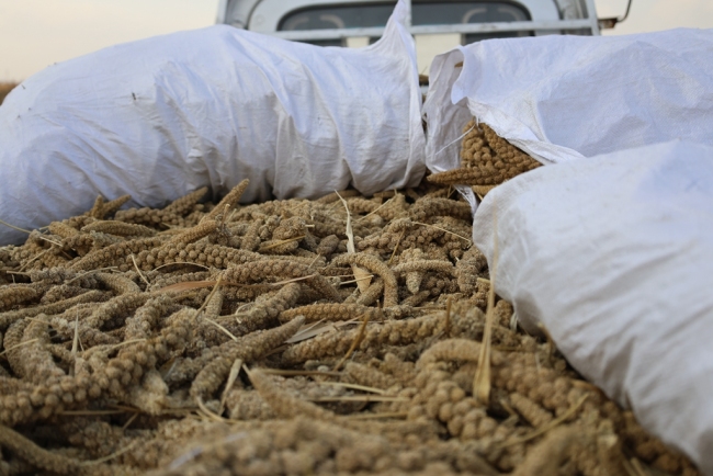 神木市栏杆堡镇：黄土沃野好“丰”景 杂粮绘就振兴图
