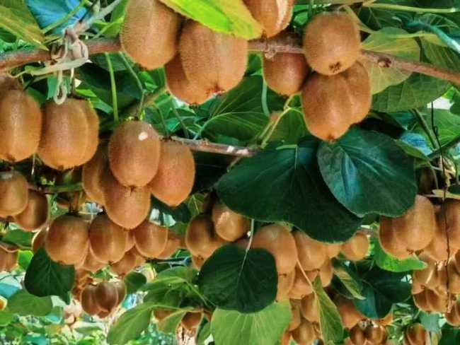 宝鸡眉县：“探班”文车车  为他加油鼓劲！