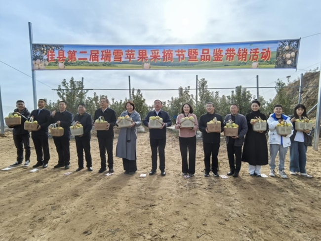 佳县举办第二届瑞雪苹果采摘节暨品鉴带销活动