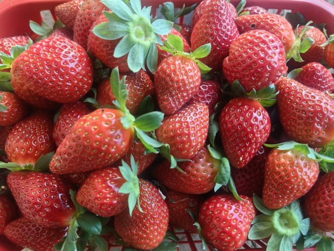 陕西靖边:冬草莓抢“鲜”上市