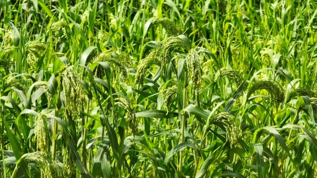 陕西府谷: 产业焕新筑根基 民生提质暖民心