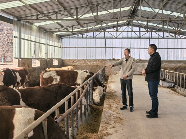 陕西神木:特色养殖激活乡村振兴新动能