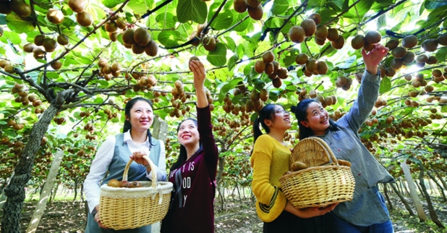 以果兴农，以味传情——眉县猕猴桃的幸福守望