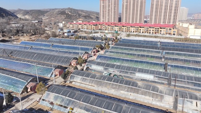 陕西神木：冬日大棚绿意浓 科技果蔬绘“丰”景