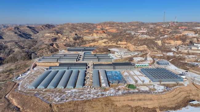 陕西府谷县新府山农业产业园：“甜蜜”产业甜蜜生活 农旅融合幸福多