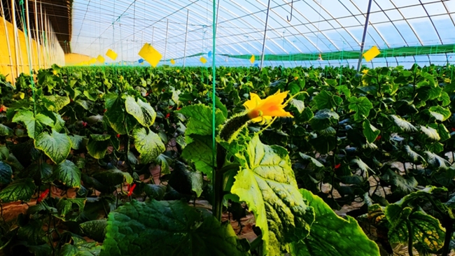 “一水两用、一棚双收” 府谷循环农业激活乡村振兴“一池春水”