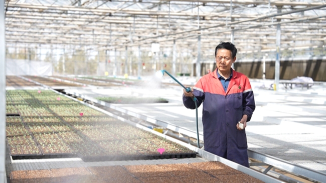 陕西神木：人勤春来早 大棚育苗忙